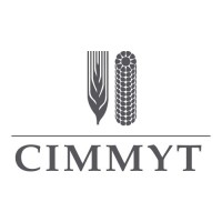 International Maize And Wheat Improvement Center Cimmyt